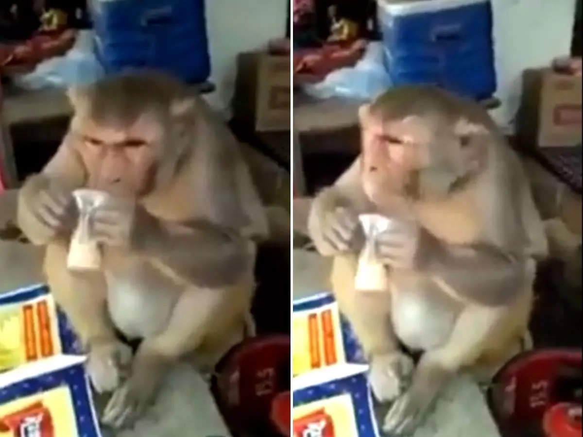 monkey taking sips of tea: चाय का शौकीन है ये बंदर, जरा देखिए तो कैसे चाय की चुस्कियां ले रहा है! - Navbharat Times