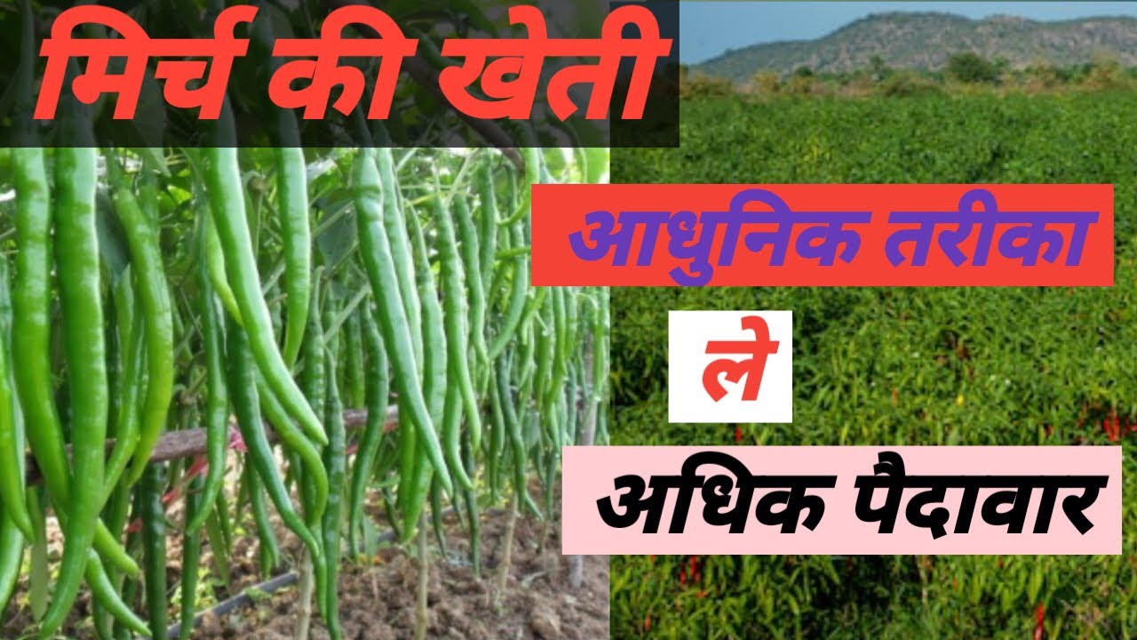 किसान कम लागत में मिर्च की खेती कर कमाये अच्छा मुनाफा, जानिए मॉडर्न एग्रीकल्चर पैटर्न से कैसे हो रही कमाई