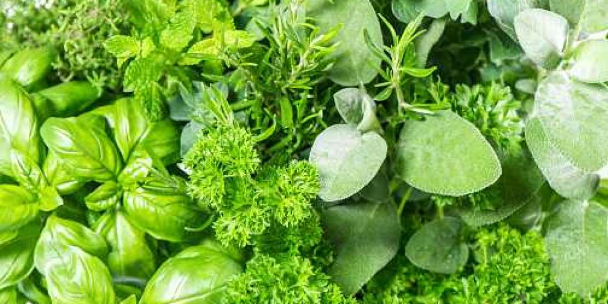 Fresh Herbs Market: Regional Revenue, Share, Product, and Competitor with Insights