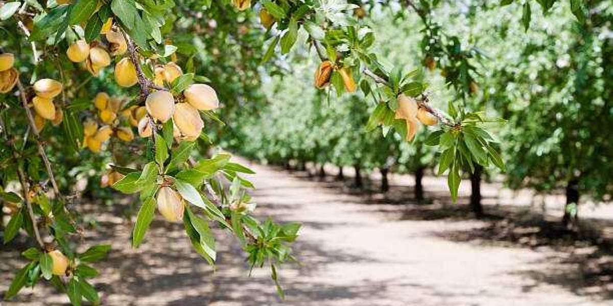 Key Tree Nuts Market Players,Size, Share, Trends, Growth and Forecast 2030