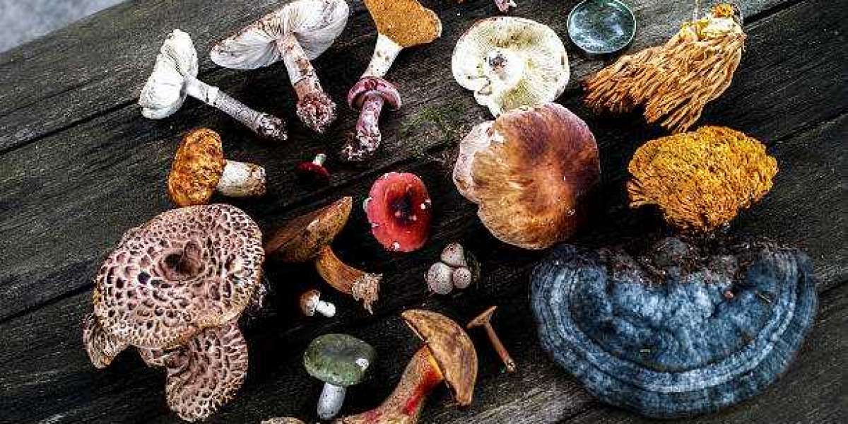 Key Medicinal Mushroom Market Players,Research Report 2020 by Size, Share, Trends, Growth, Recent Demand, Industry Analy