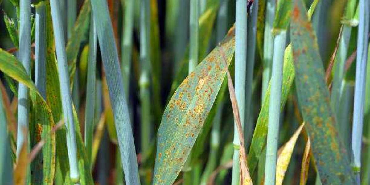 Fungicides Market Insights, Revenue Trends, Company Profiles, Revenue Share Analysis By 2028
