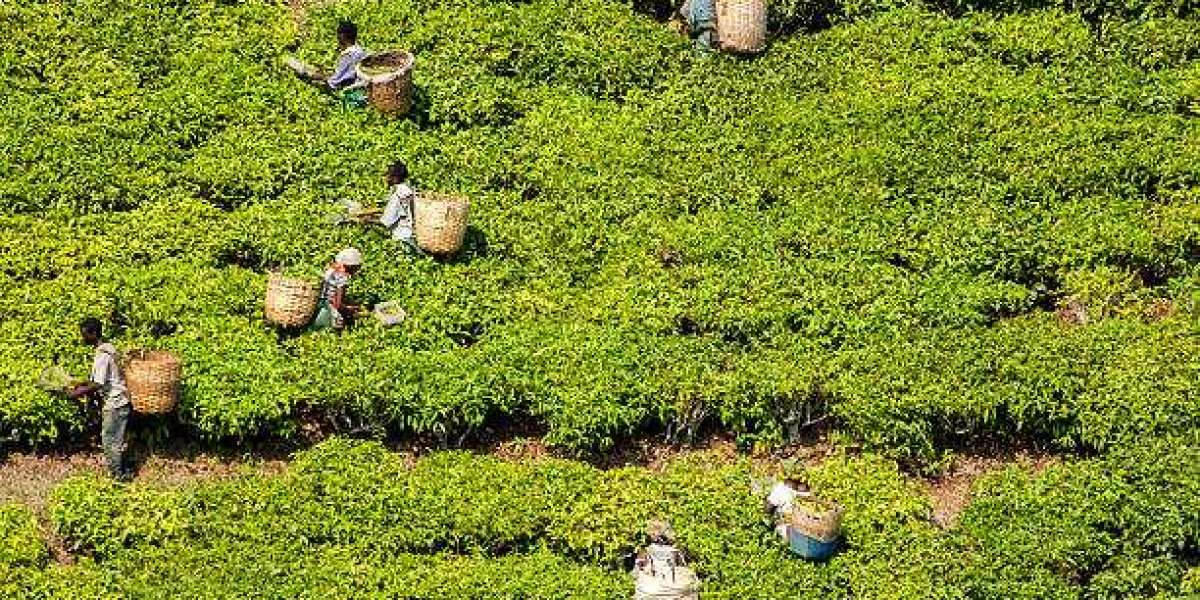 Key functional tea market players,Forecast To 2030