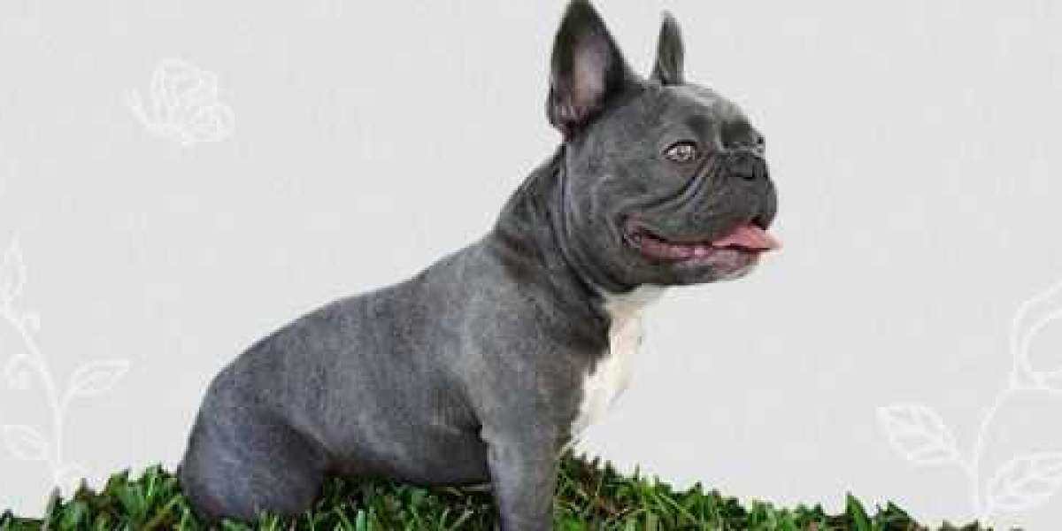 French Bulldogs in Tampa, FL: A Guide to Finding and Caring for Your Furry Companion: