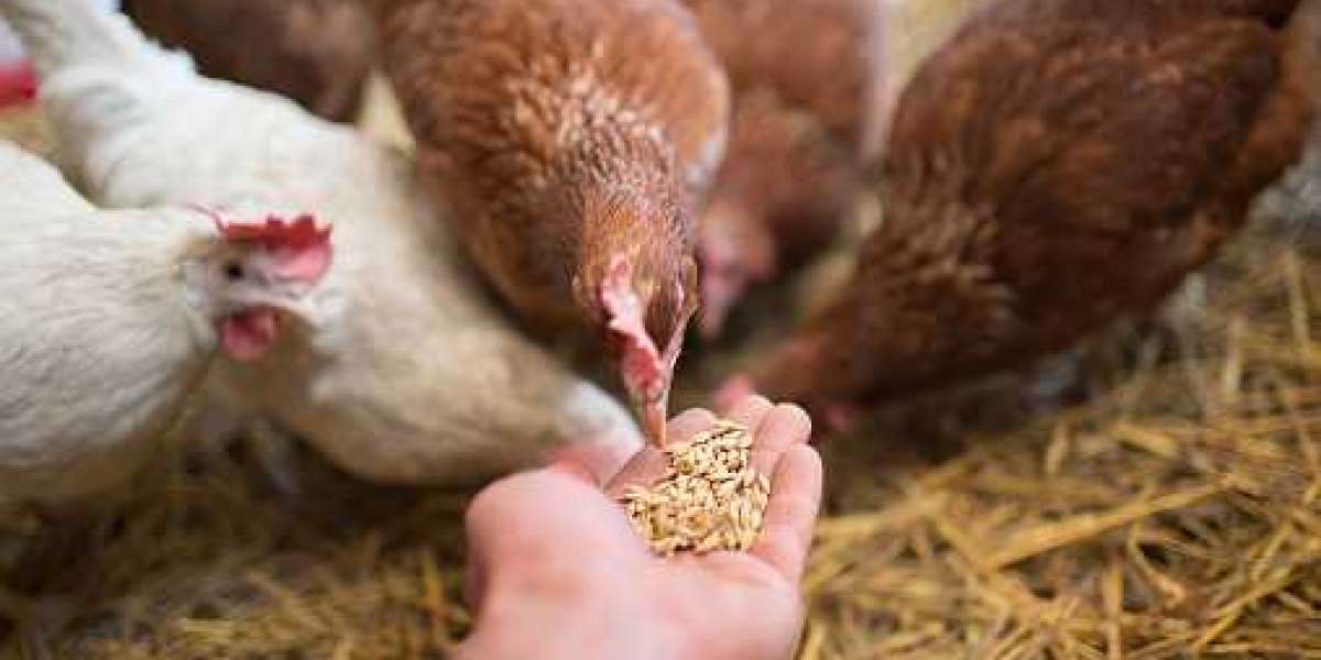 Poultry Feed Market Trend, Opportunity Analysis and Industry Forecast 2030