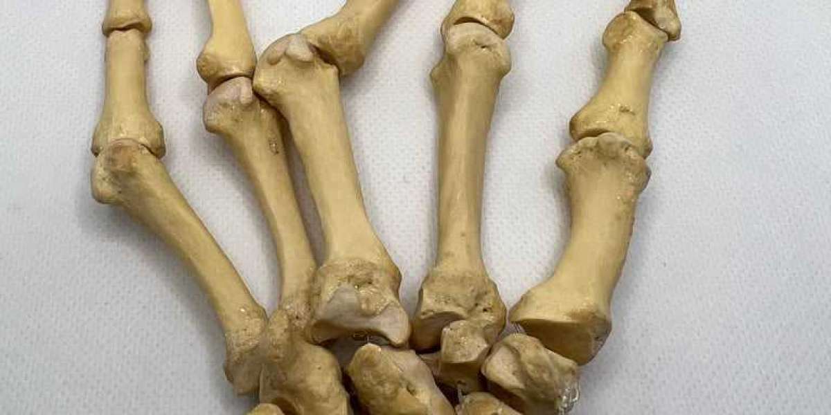 Real Human Left Hand 102 Bones