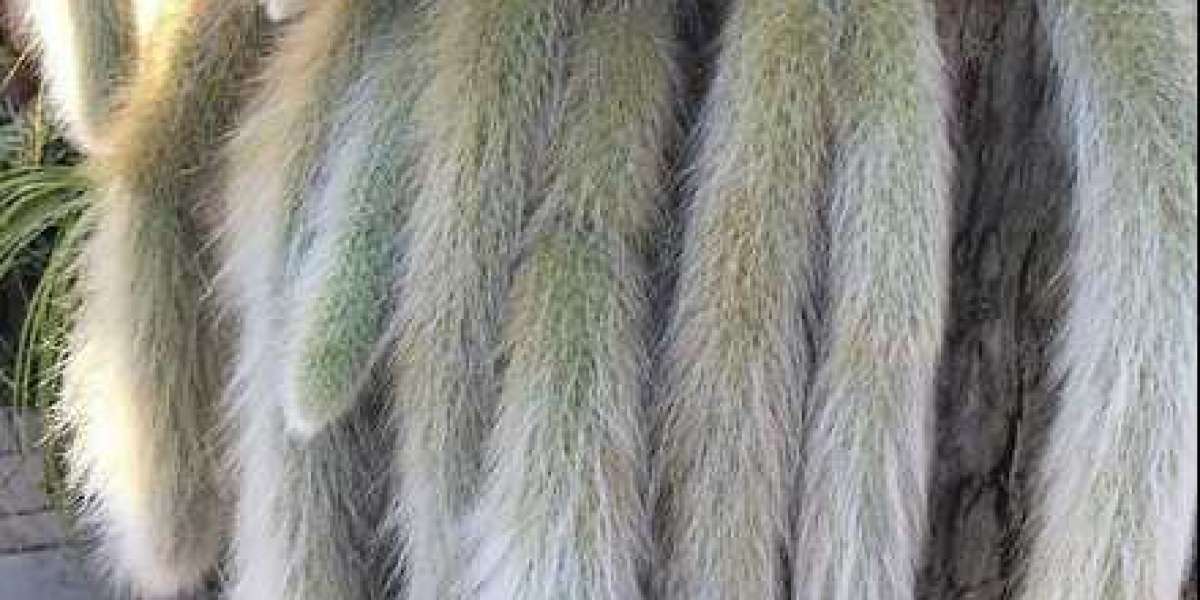 Monkey tail cactus for sale Australia