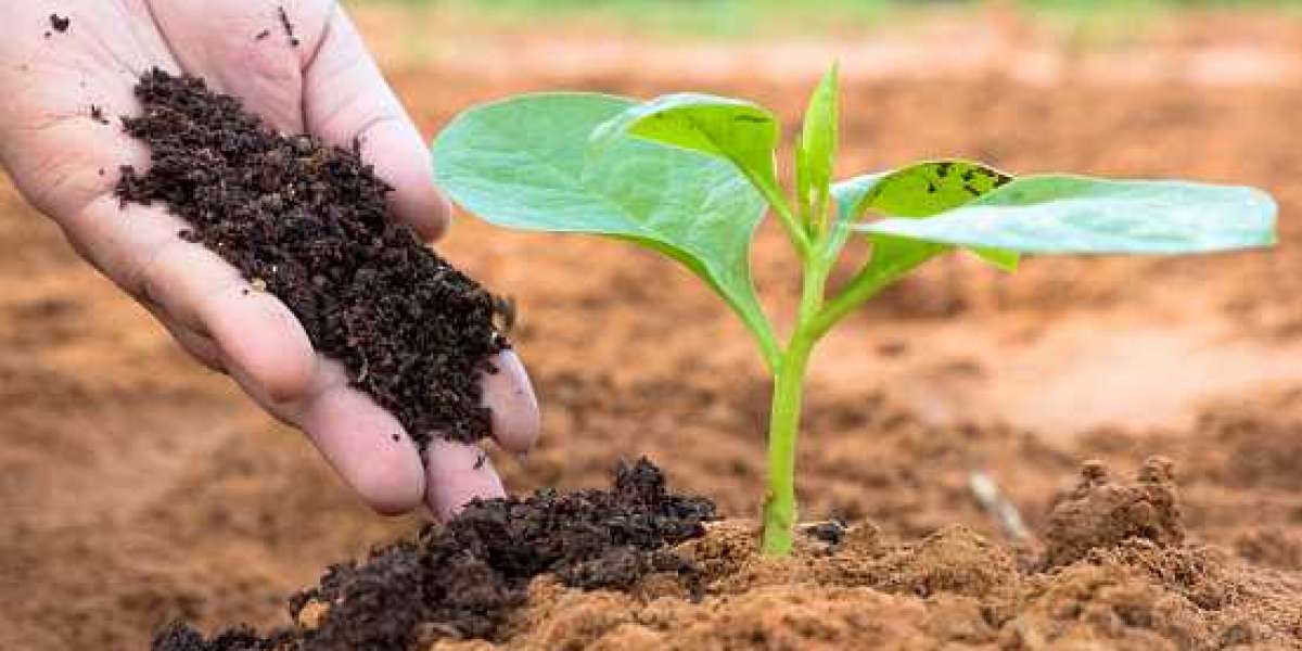 India Bio-Fertilizers Market Size, Share, Growth Opportunities, Driver, Restraints and Revenue Insights