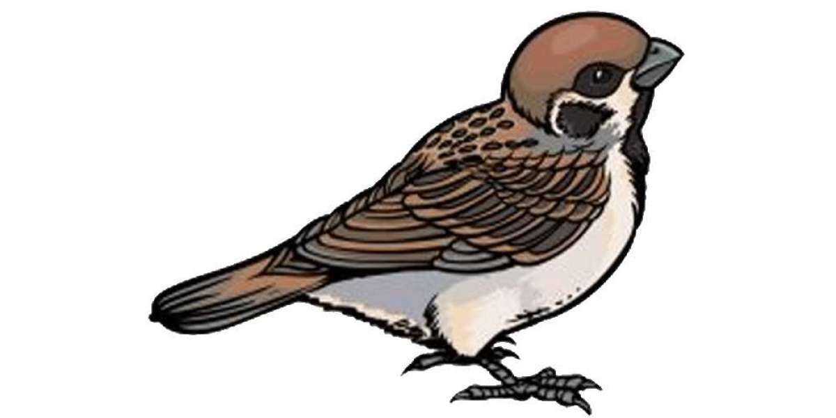 Sparrow Drawing Tutorial