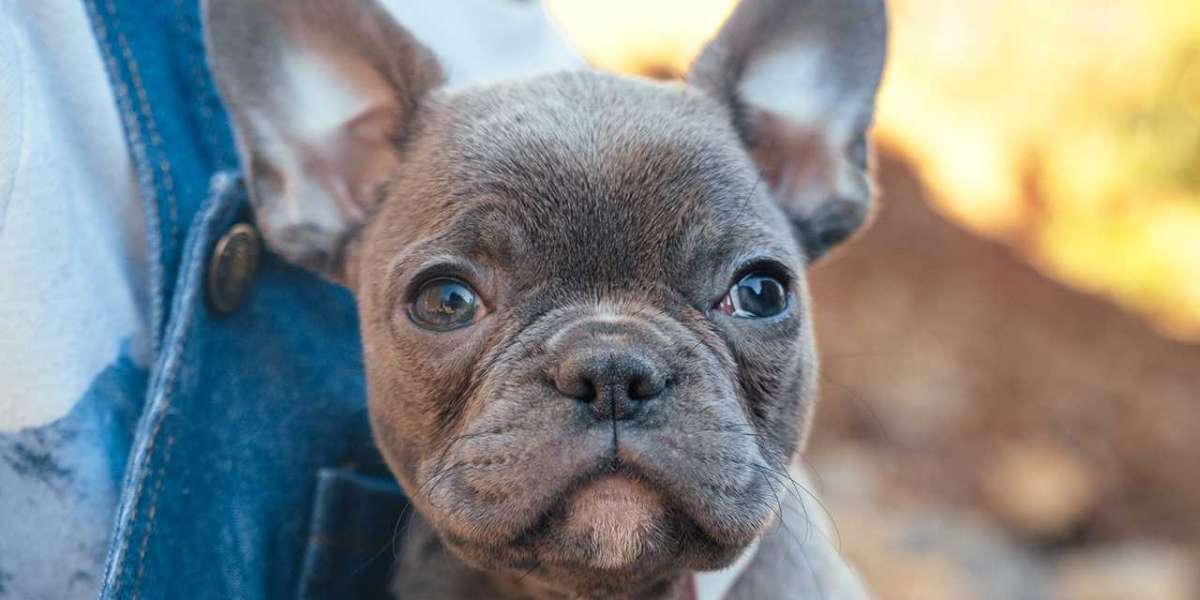 Lifestyle Factors that Influence the Lifespan of Frenchtons