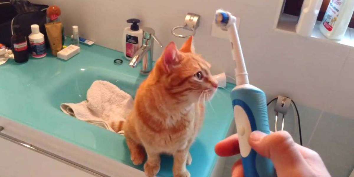 Cat Dental Care Made Fun: Explore the Best Toys for Healthy Teeth