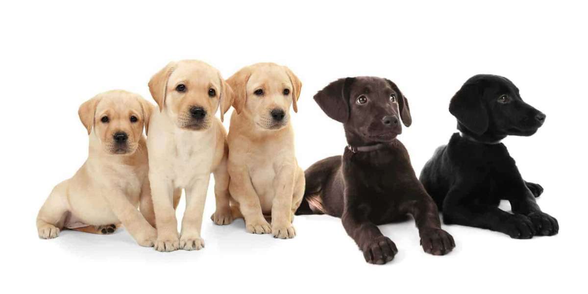 Labrador Retrievers puppies: The Perfect Family Companions