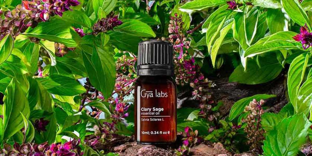 Clary Sage Oil Where to Buy: Discover the Excellence of GyaLabs Clary Sage Oil