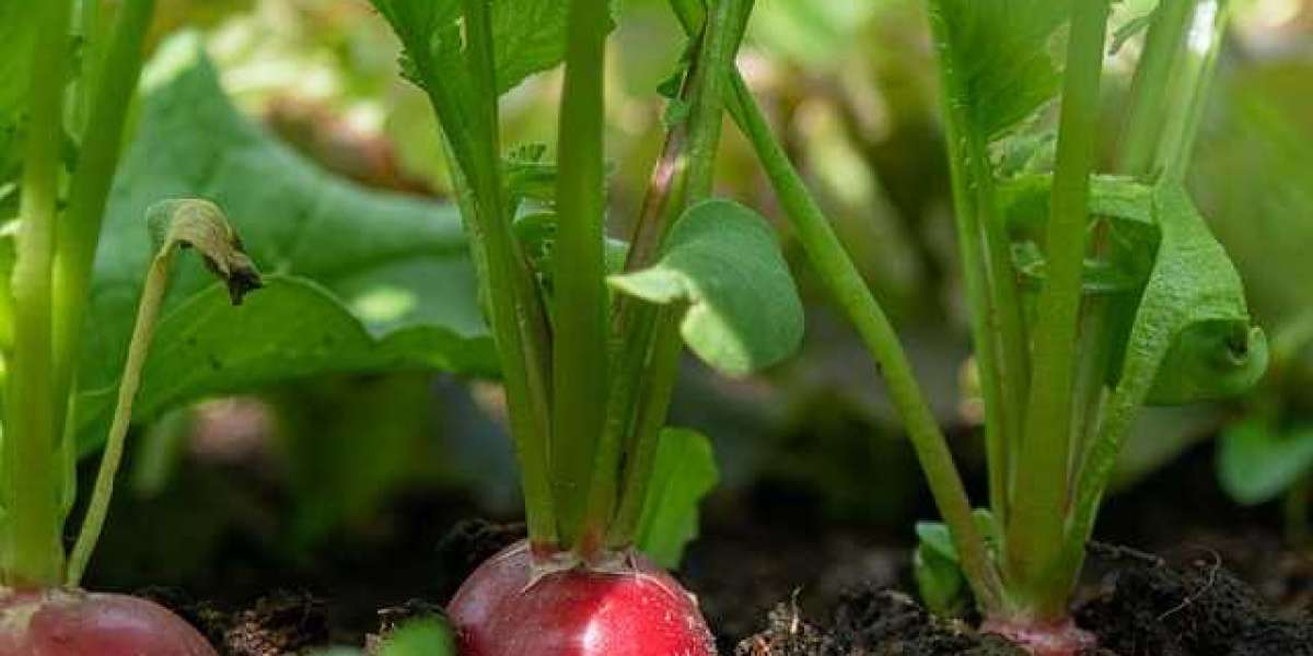 7 Tasty Root Vegetables to Plant in August 2024