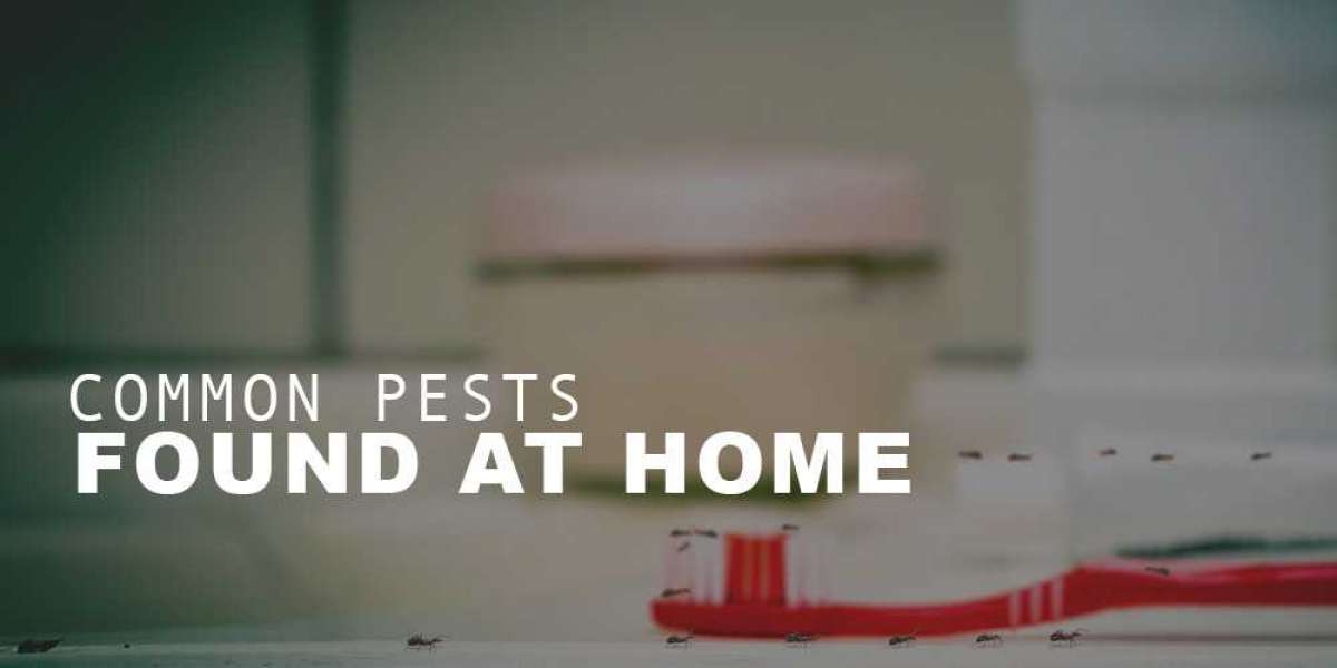 Common Pests Found at Home