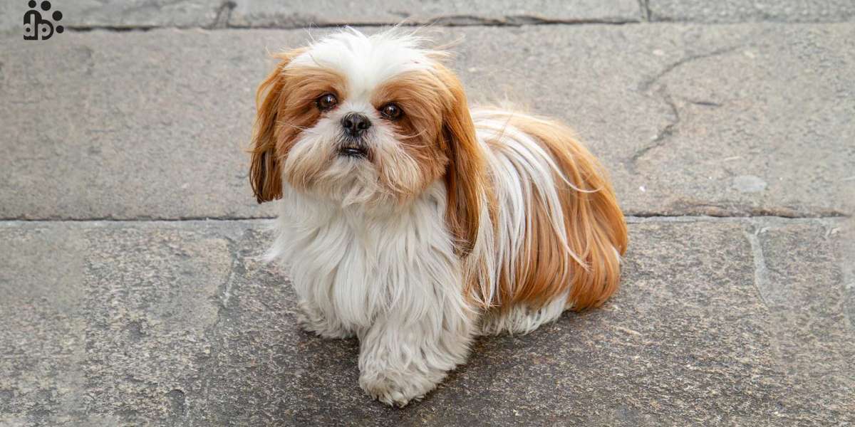 Unveiling Elegance: Shih Tzu Puppies for Sale in Delhi at Irresistible Prices