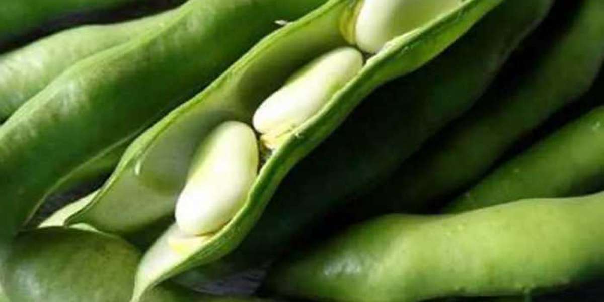 Guide to Saving Green Bean Seeds for a Sustainable Garden