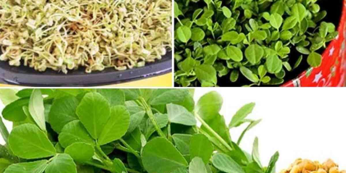 Fenugreek Processing Plant Project Report 2024: Industry Trends and Business Opportunities