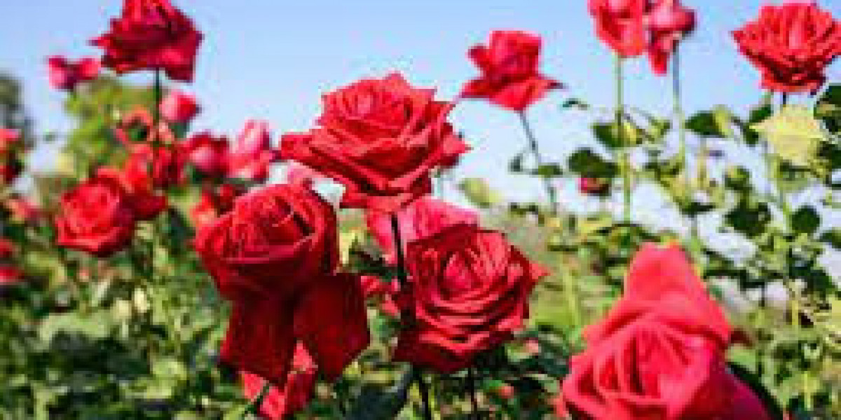 **Cultivating Elegance: A Comprehensive Guide to Growing Roses**