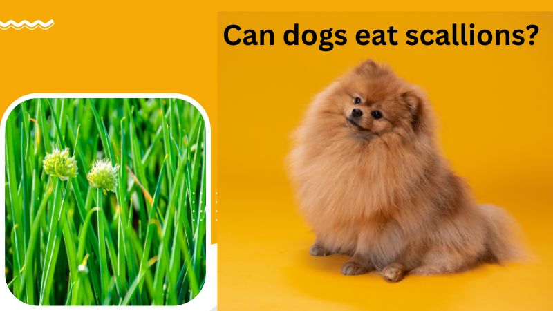 Can Dogs Eat Scallions? Benifits And Risk - Doggie Food Items