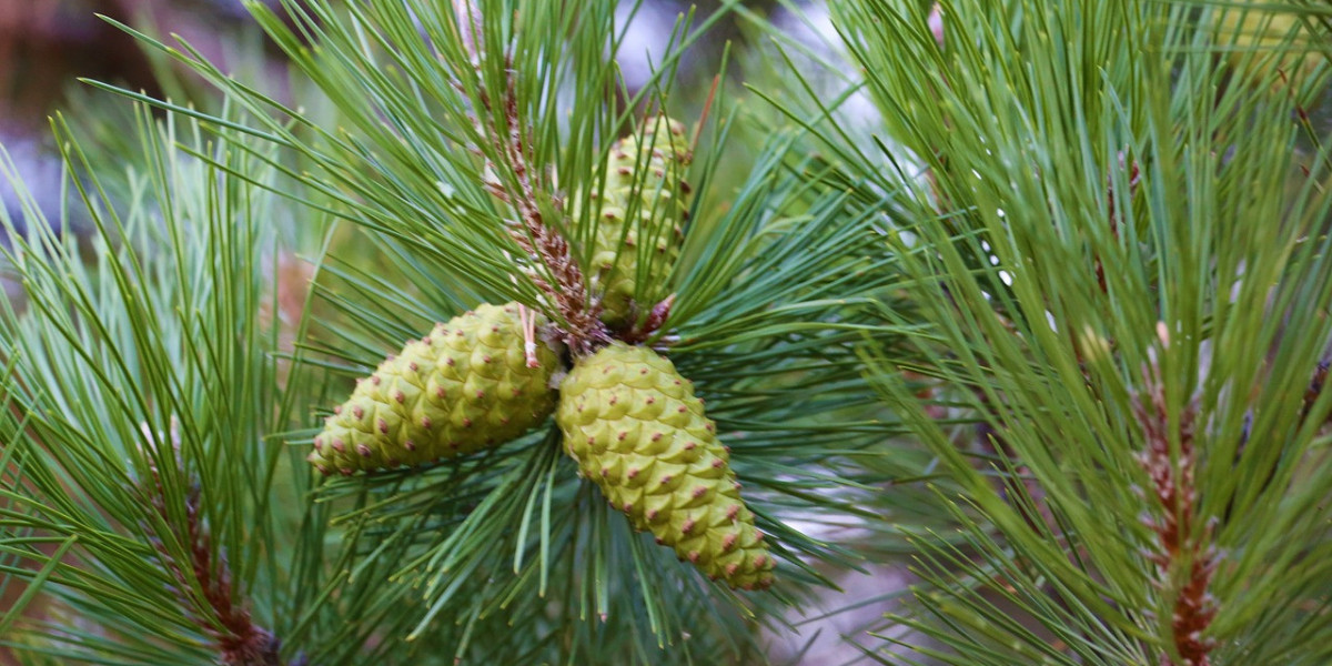 Pine-Derived Chemicals Market Top Manufactures Industry Size, Growth, Analysis and Forecast 2032