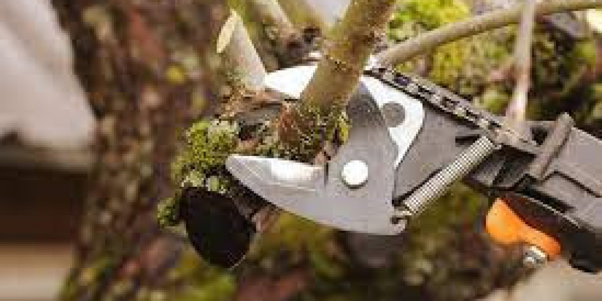 Mastering Tree Pruning Service: Enhancing the Health and Beauty of Your Trees