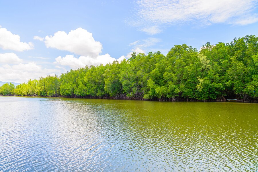 Explore Wildlife with the Best Sundarban Tour Package