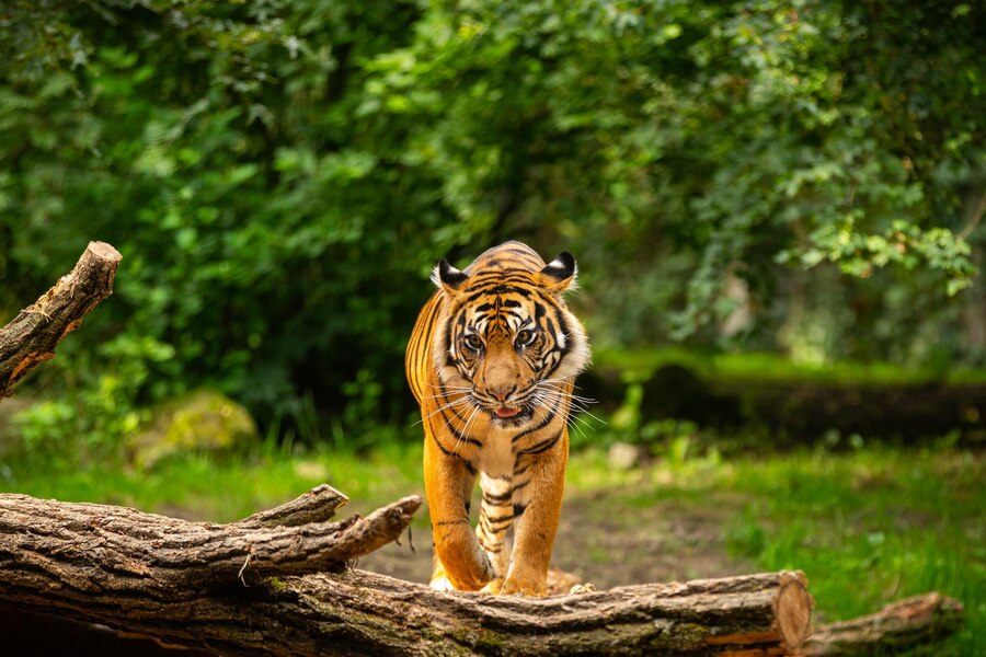 Experience the Wonders of Sundarban Tour