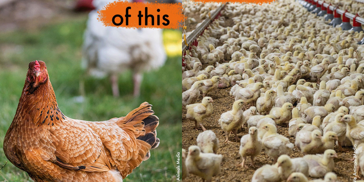 Unveiling the Dark Reality: Chickens Mistreatment in Modern Agriculture