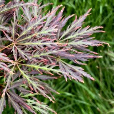 Japanese Maple Plants For Formal Garden Profile Picture
