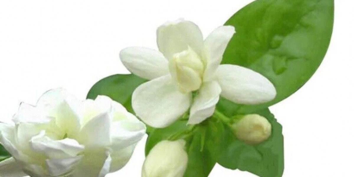 From Flower to Fragrance: The Journey of Jasmine Extract in the Global Market
