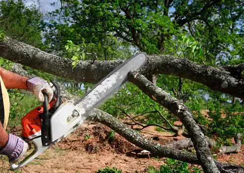 Boost Tree Health: Discover the Advantages of Expert Tree Pruning Sydney | by Sydney Side Tree Services | Jun, 2024 | Medium