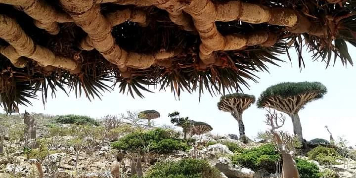 Things To Consider Packing for Your Next Vacation on Socotra