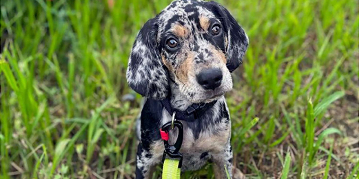 A Complete Guide about American Leopard Hound