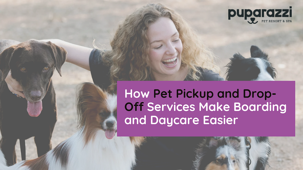 How Pet Pickup and Drop-Off Services Make Boarding and Daycare Easier | by Puparazzi LA | Oct, 2024 | Medium