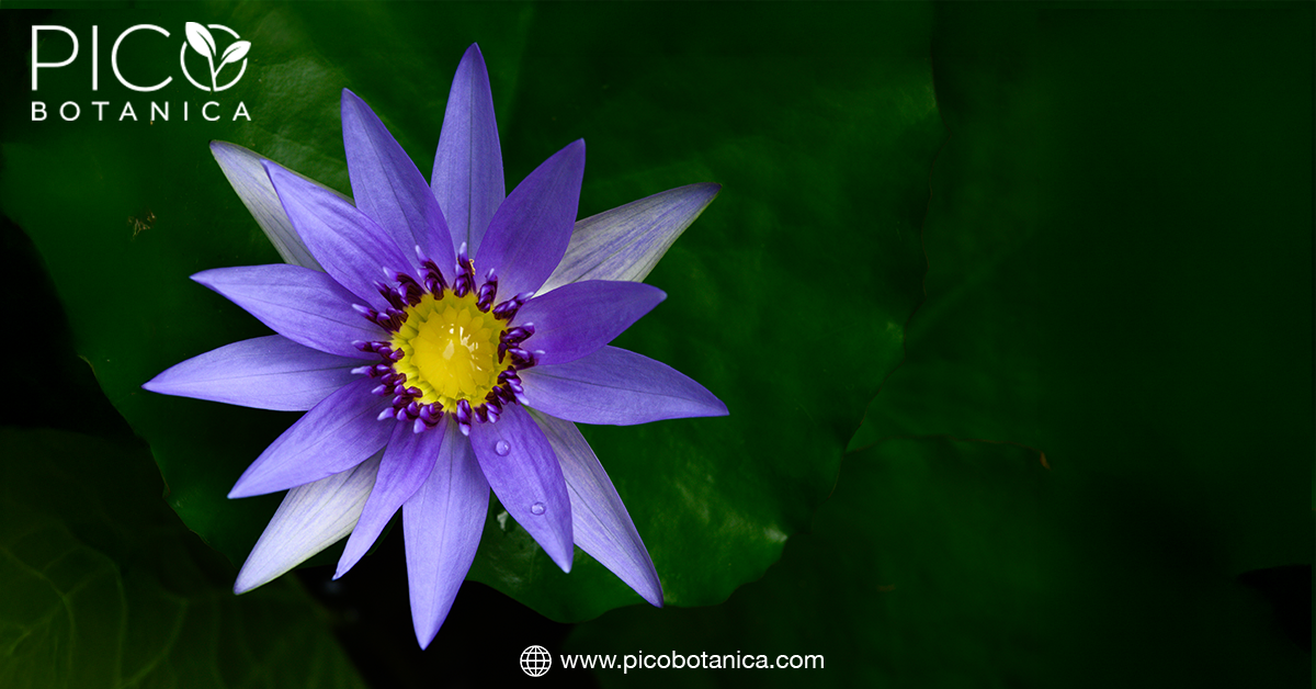 7 Tips for Lucid Dreaming with Blue Lotus– PicoBotanica