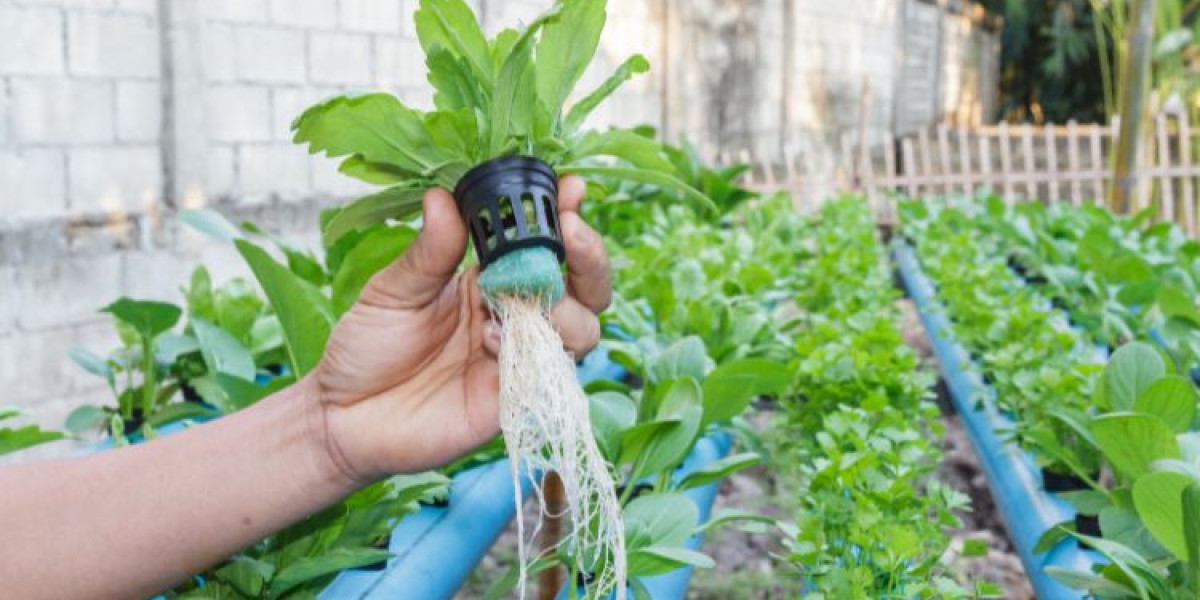 Hydroponics Market Growth, Trends & Forecast 2025-2034 | Sustainable Farming Solutions