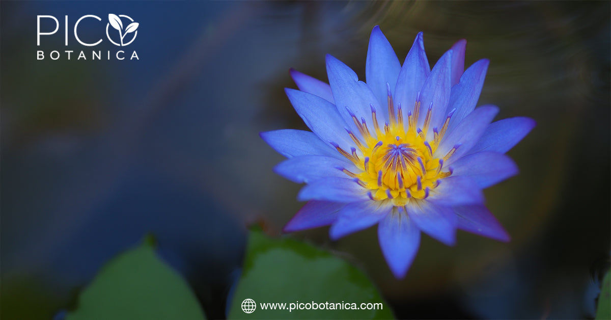 Picobotanica's Guide to Blue Lotus for Dream Exploration– PicoBotanica