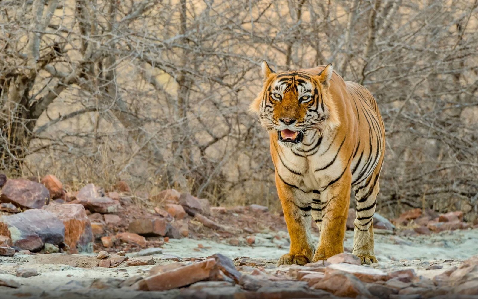 Jaipur to Udaipur Taxi Service - Mukesh Tour & Travels