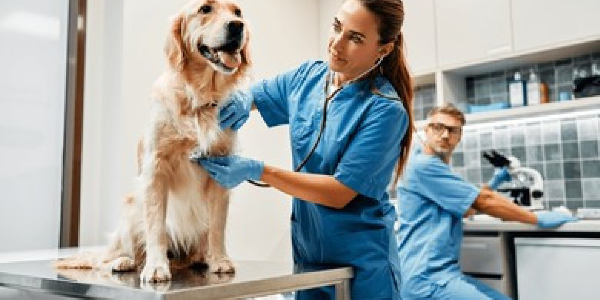 Comprehensive Veterinary Care in Qatar: Ensuring the Best Health for Your Pets