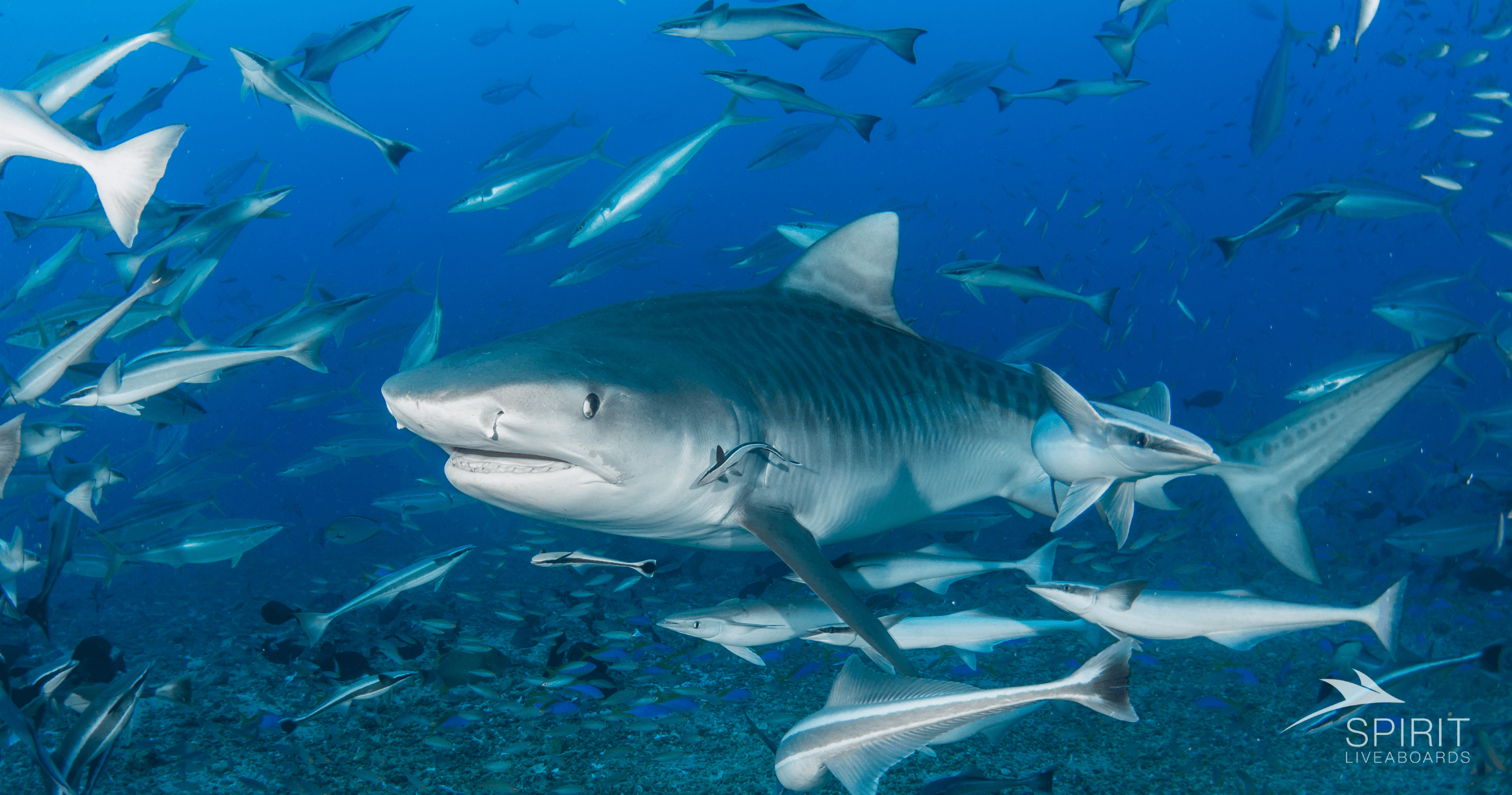 Swimming with Whale Sharks in the Maldives: Complete Guide - Spirit Liveaboards