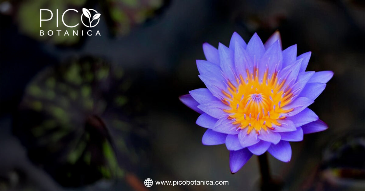Why Blue Lotus Is the Ultimate Botanical for Modern Mystics and Seeker– PicoBotanica