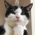 Garfild Cat