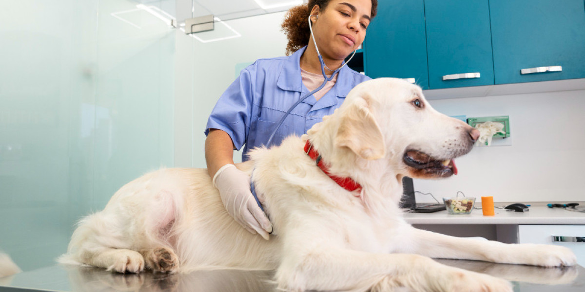 Pampering Your Pets: The Rise of Pet Grooming in Qatar