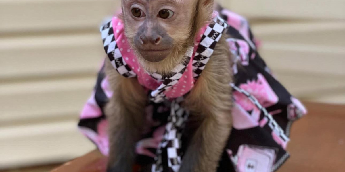 Everything You Should Know About Socialized Capuchin Monkeys