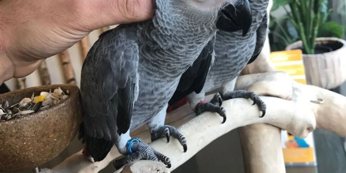 Intelligent and Beautiful Birds – Discover African Greys and Macaws