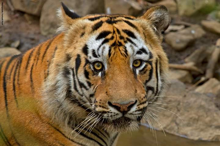 jungel safari tadoba