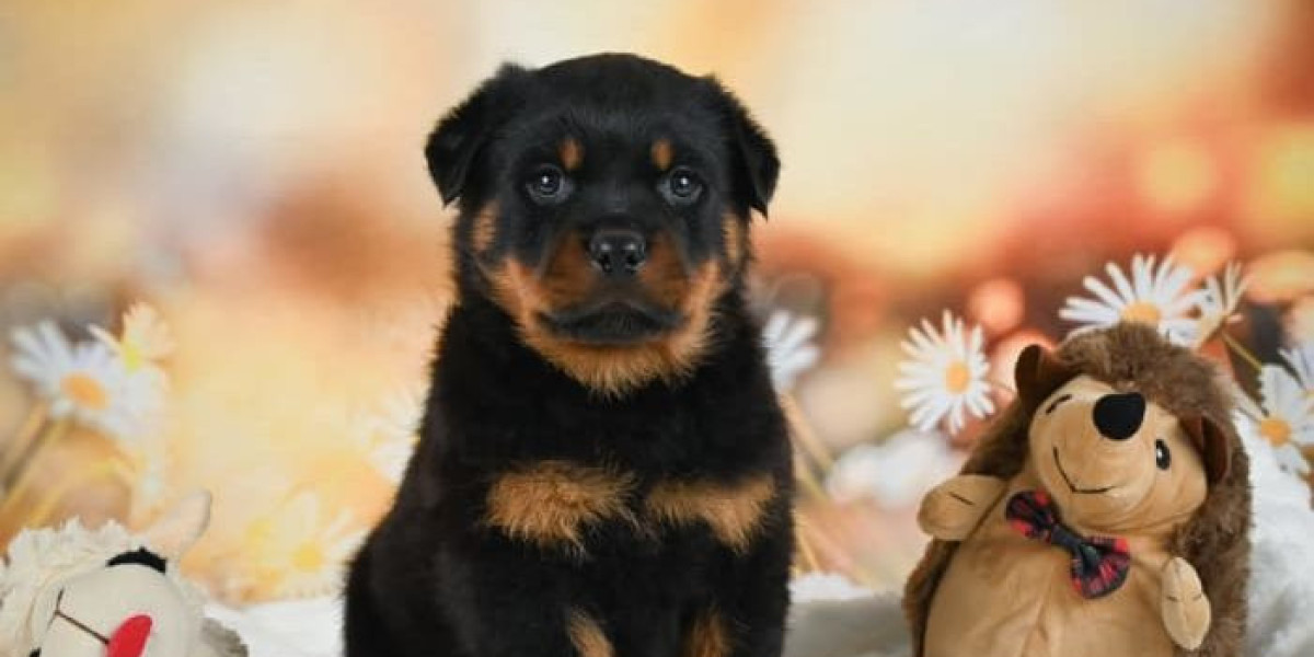 Buy English Bulldog Puppies – Loyal, Low-Energy Companions for All Families
