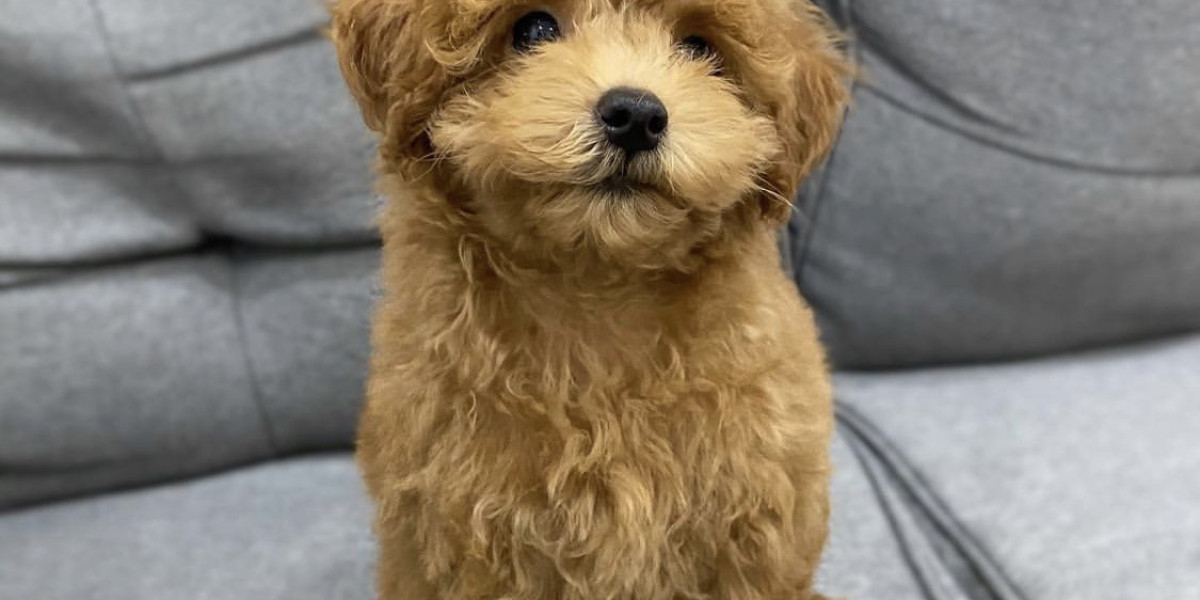 Verified Australian Labradoodles – Home-Raised Labradoodle Puppies for Sale