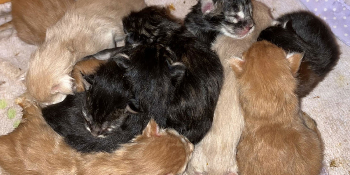 Maine Coon Kittens – Gentle Giants with Loving Personalities
